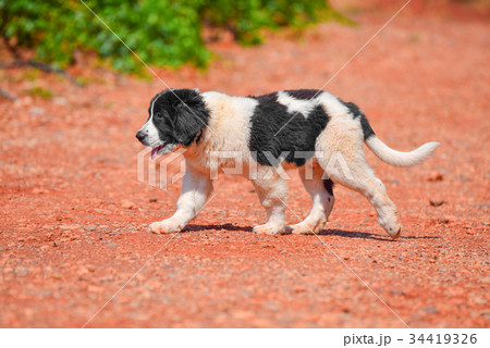 landseer dog landseer dog 34419326