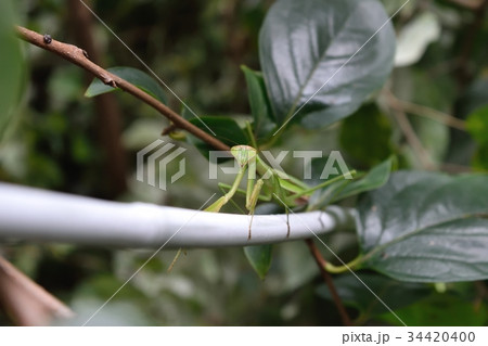 カマキリ 34420400