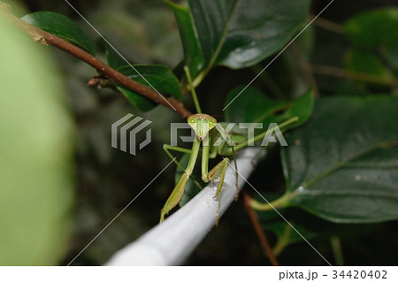 カマキリ カマキリ 34420402