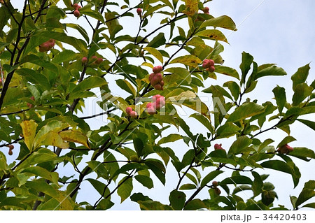 コブシの果実 コブシの果実 34420403