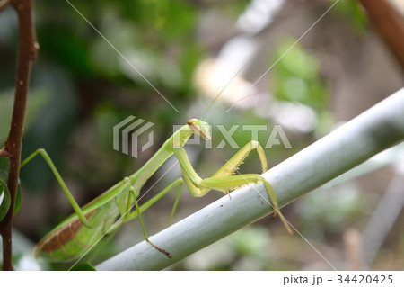 カマキリ 34420425