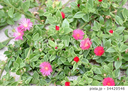 ハナツルソウ(ベビーサンローズ) ハナツルソウ(ベビーサンローズ) 34420546