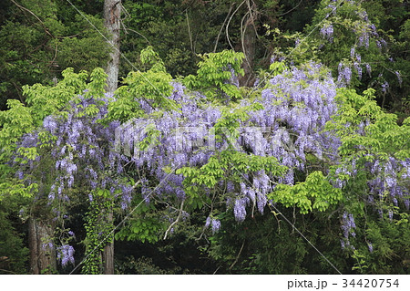 フジの花 34420754