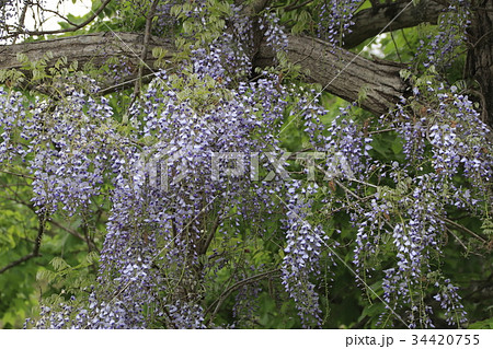 フジの花 34420755