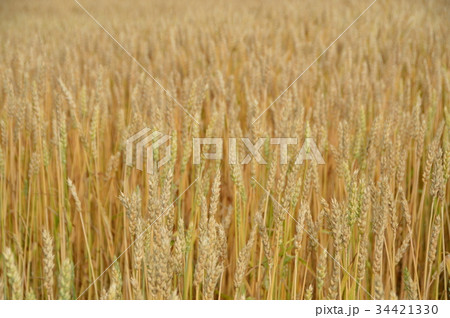 一面の麦畑（北海道斜里郡斜里町） 34421330