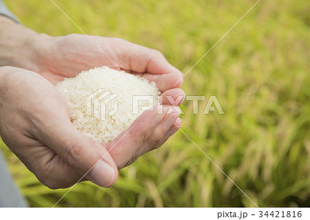 稲刈り 新米 手 男性 稲刈り 新米 手 男性 34421816