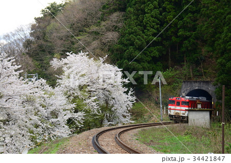 新潟県五泉市 磐越線の列車と咲花駅付近の桜 新潟県五泉市 磐越線の列車と咲花駅付近の桜 34421847