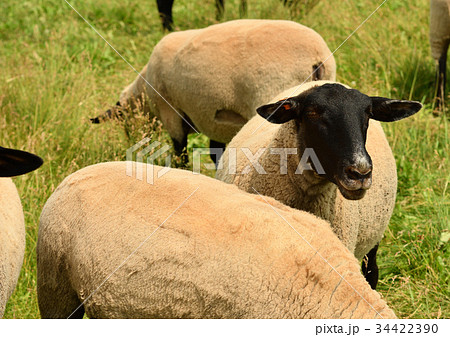 北海道 士別 サフォーク ジンギスカン 北海道 士別 サフォーク ジンギスカン 34422390