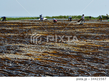 北海道の風物詩　昆布干し 34423567