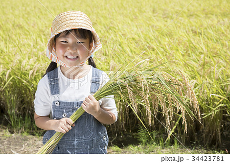 稲刈りの手伝いをする子供 稲刈りの手伝いをする子供 34423781