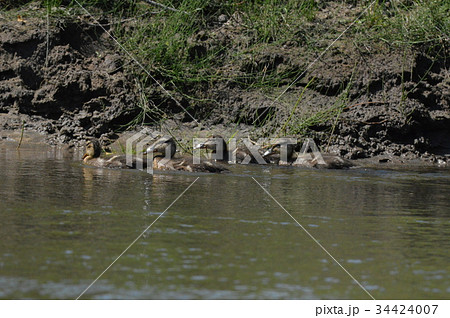 カルガモの親子（釧路湿原／北海道） 34424007