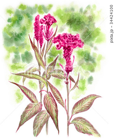 水彩で描いた鶏頭の花 34424100