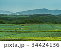 嬬恋村のキャベツ畑 34424136