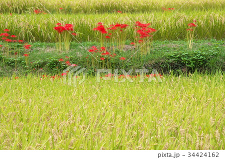 収穫を迎えた棚田 34424162