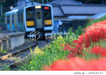 水郡線「中舟生駅ホームに入線する列車と彼岸花」 水郡線「中舟生駅ホームに入線する列車と彼岸花」 34424177