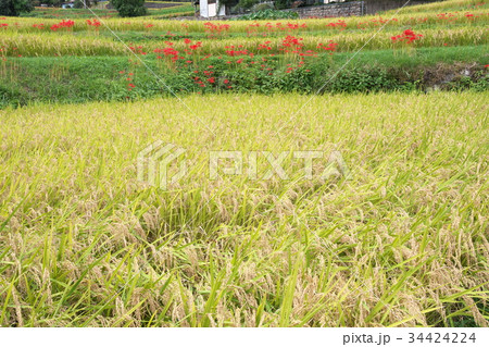 収穫を迎えた棚田 34424224