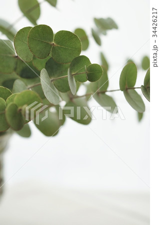 ユーカリ　 34426217