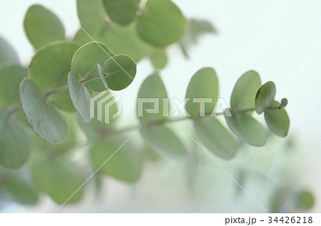 ユーカリ　 34426218