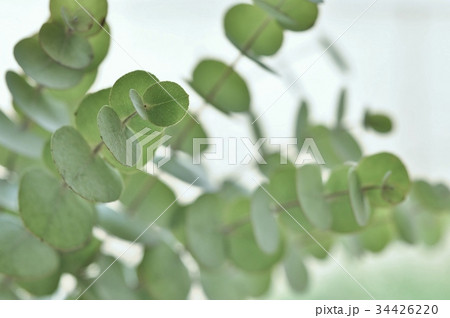 ユーカリ　 34426220