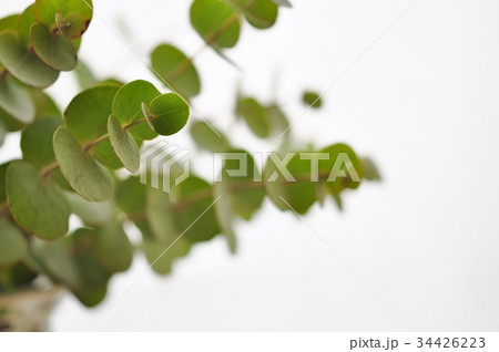 ユーカリ　 34426223