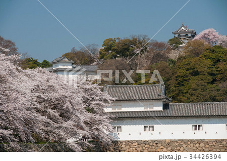 彦根城二の丸と桜 34426394