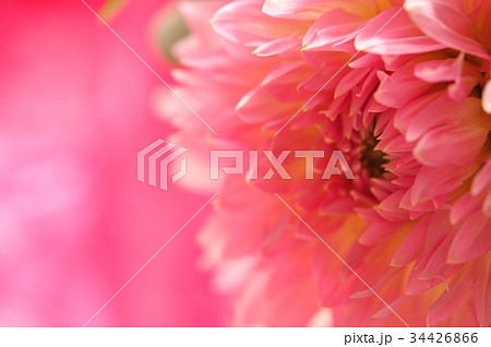 ダリア　ピンク　アップ 34426866