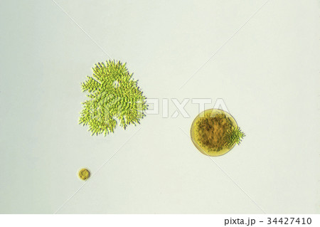 コレオケーテとナベカムリ コレオケーテとナベカムリ 34427410