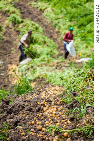 Harvesting yellow potato (Solanum phureja) 34428112