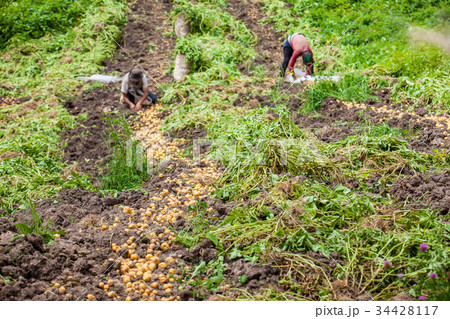 Harvesting yellow potato (Solanum phureja) Harvesting yellow potato (Solanum phureja) 34428117