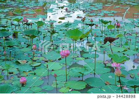 タイ王国、蓮花のつぼみと葉（Lotus Bud and Flower in Thailand） 34428898