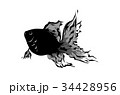 金魚 34428956