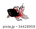 金魚 34428959