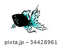 金魚 34428961