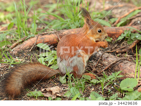 A squirrel eating the nut 34429636