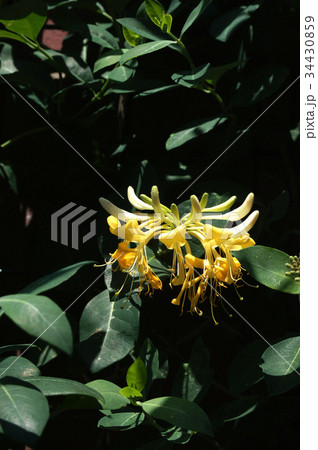 ニオイニンドウの花(ハニーサックル) ニオイニンドウの花(ハニーサックル) 34430859