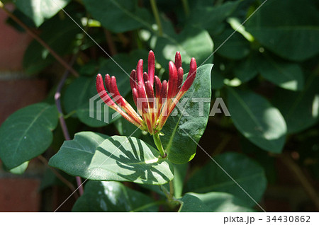 ニオイニンドウの花 ハニーサックル の写真素材