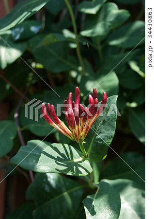 ニオイニンドウの花(ハニーサックル) 34430863