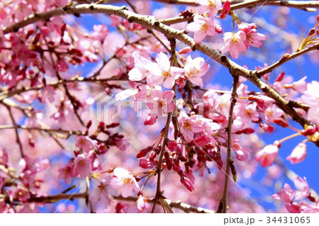 桜の花 34431065