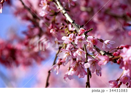 桜の花 34431083