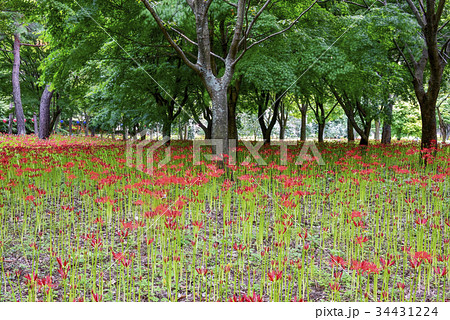 風景 屋外 室外 34431224