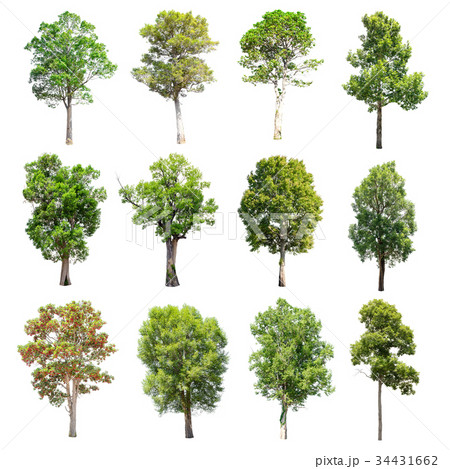 Set of isolated trees on white background. 34431662