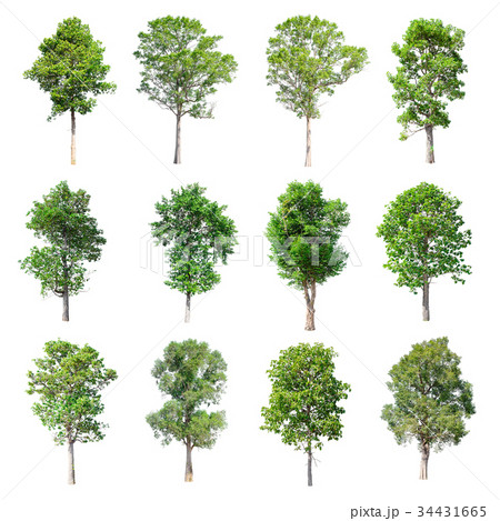 Set of isolated trees on white background. 34431665