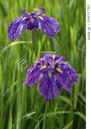 あやめ あやめ 34431762