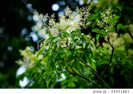 シマトネリコの花蕾 34431861