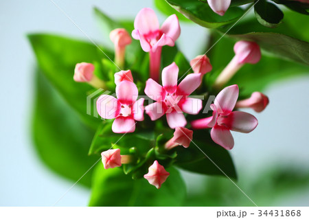 ブバリアの花咲く 34431868