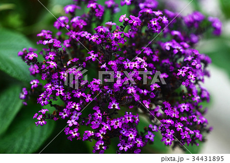 ヘリオトロープ　濃紫色の花 34431895