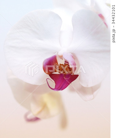 美しい世界の洋ラン 34432101