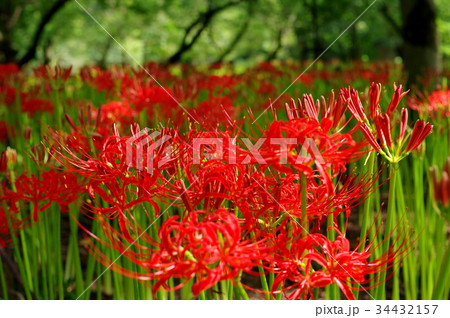 彼岸花 咲き始めた群生 木漏れ日の中 d-4 彼岸花 咲き始めた群生 木漏れ日の中 d-4 34432157