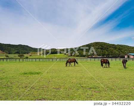 北海道 サラブレッド 競走馬 放牧風景 34432220