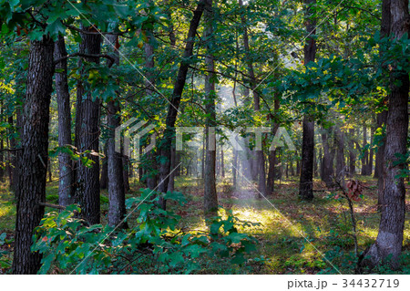 landscape morning fog beautiful forest landscape morning fog beautiful forest 34432719